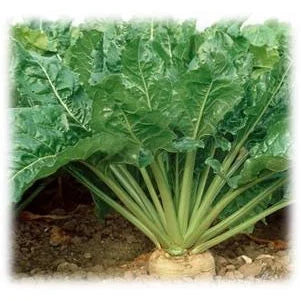 Merit Seed Sugar Beets