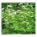 Merit Seed Buckwheat
