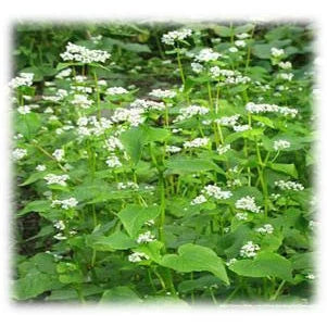 Merit Seed Buckwheat