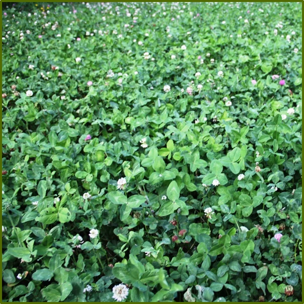 Merit Seed Destination Blend